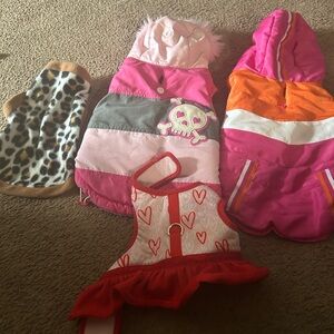 Colorful Pet Apparel Set